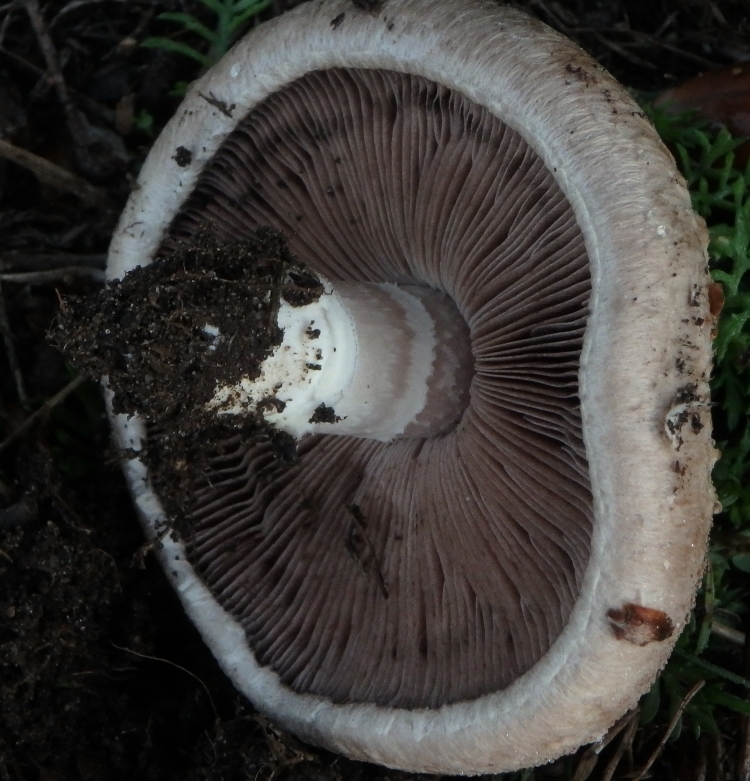 Agaricus Friesianus